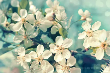 Cherry blossoms