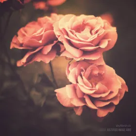 Pink roses