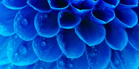Abstract petals