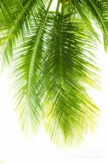 Coconut leaves
