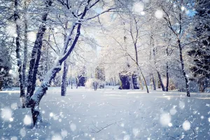 Beautiful winter landscape