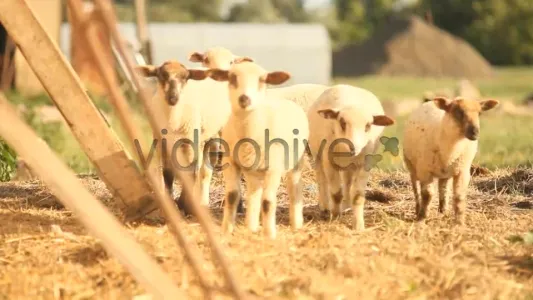 Sheep