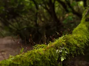 Drops of water