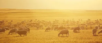 Preset 14: Animated border and glow