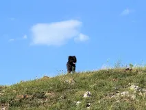 The Pumi