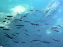 Beneath the surface