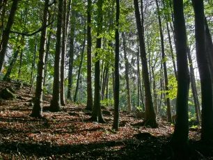 Edge of the Forest