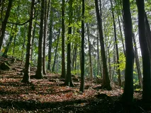 Edge of the Forest