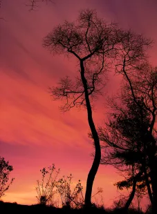 Whispy Winter Sky