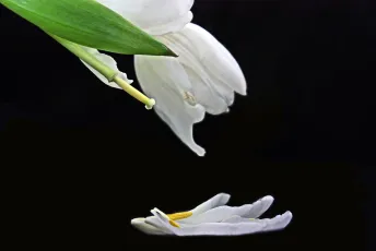 Fallen