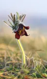 Vanitatum vanitas