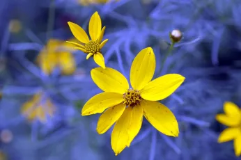 Summer Flowers