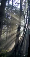 Crepuscular Rays