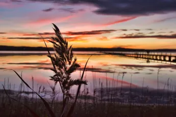 you try and catch a sunset over the lake when all of a sudden these annoying photo bombing weeds get in the way!
