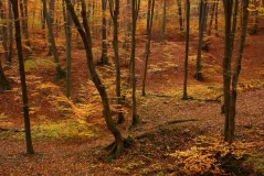 Autumn remembered