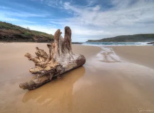 Big Log