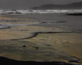 Golden Colors on the Pacific. Taholah, WA