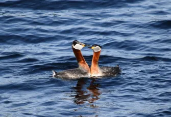 Härkälintu – Podiceps grisegena