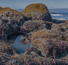 Rialto Beach Tidepool
