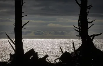 Clouds and the Pacific throught the Trees. Rialto Beach