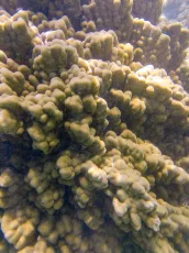 Coral from Above