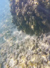 Contast: Coral vs. Seafloor
