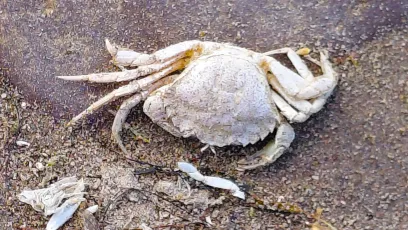 Washed Up on the Beach