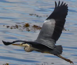 Heron in Flight