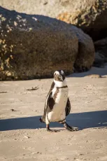 African Penguin at Boulders Beach