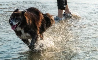 Zeus on the loose!