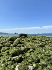 West Coast Emerald Rocks