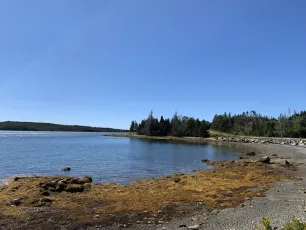 Algae Beach