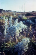Sage on the Dunes