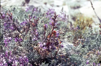 Dune Flower