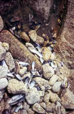 Broken Shells