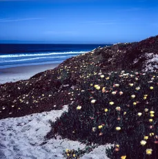 Dune, with Iceplants