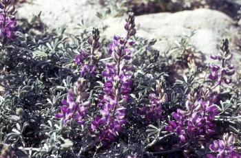 Beachside Flowers