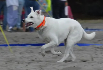 Beach Dog in Action