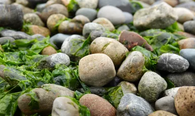 Stones and Seaweed