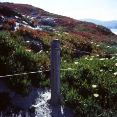 Iceplants