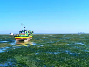 Low tide