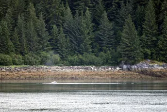 humpback spout