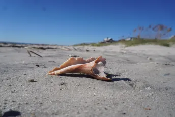 Aged conch shell, delightful beach trip