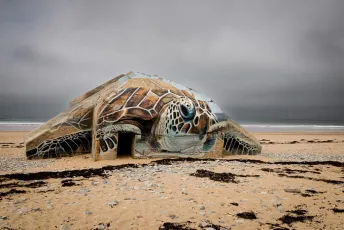 Le blockhaus-tortue