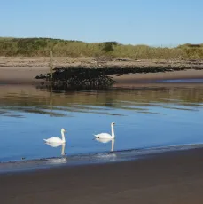 Swans on the River Irvine
