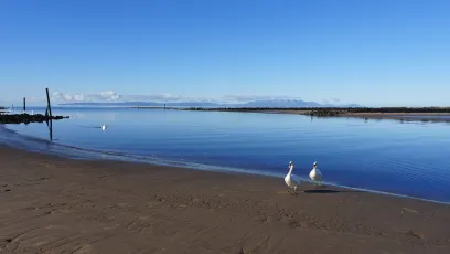 A Bevy of Swans on the River Irvine