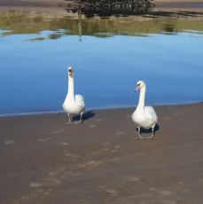Swans on the Beach