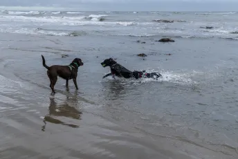 Luna, Inky and Sadie, Charmouth, Dorset