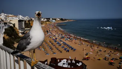 Gaviota en la Praia dos pescadores. 🇵🇹