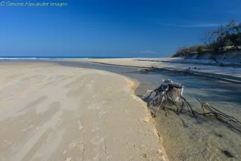 Fraser Island - Eli Creek meets the sea